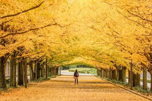 園林綠化工程承包范圍是什么？  