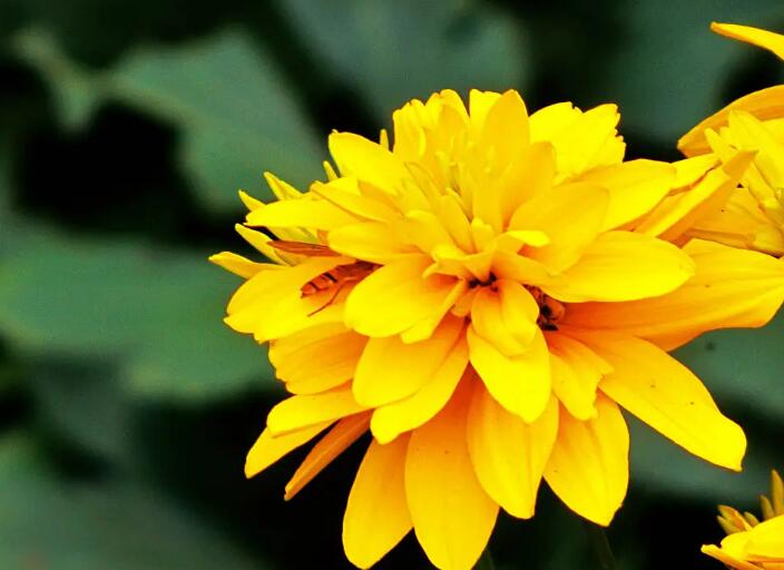 室內(nèi)花卉綠植怎么才能安全過冬