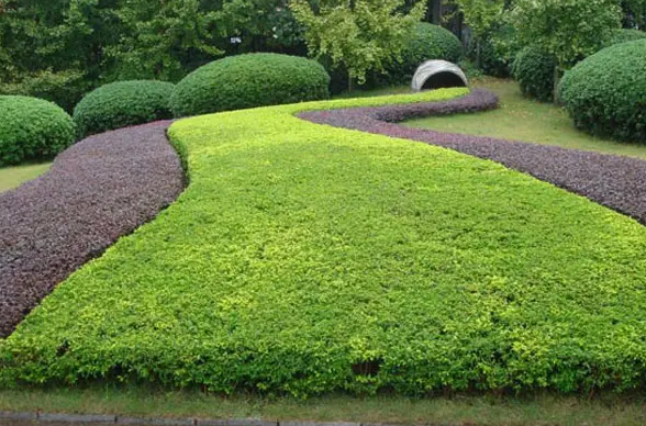 園林綠化種植五大技巧 