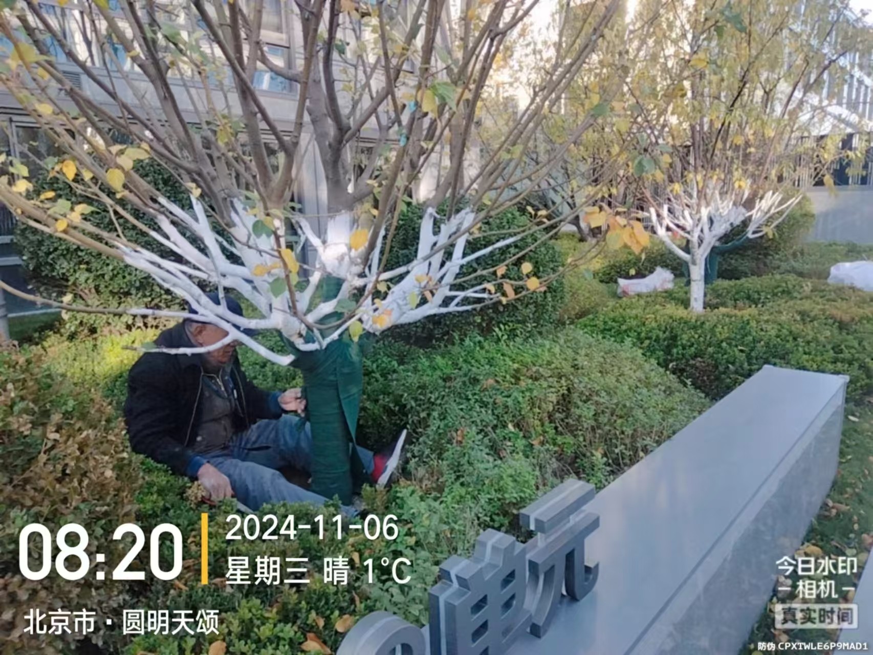 《北京天宏園林綠化有限公司：冬季綠化養(yǎng)護之大樹涂白》