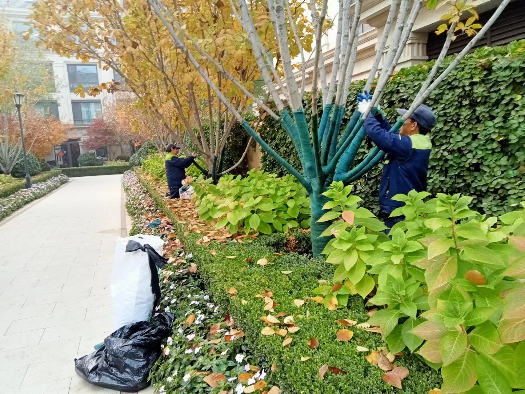 《北京天宏園林綠化有限公司：冬季綠化養(yǎng)護之樹木纏桿》