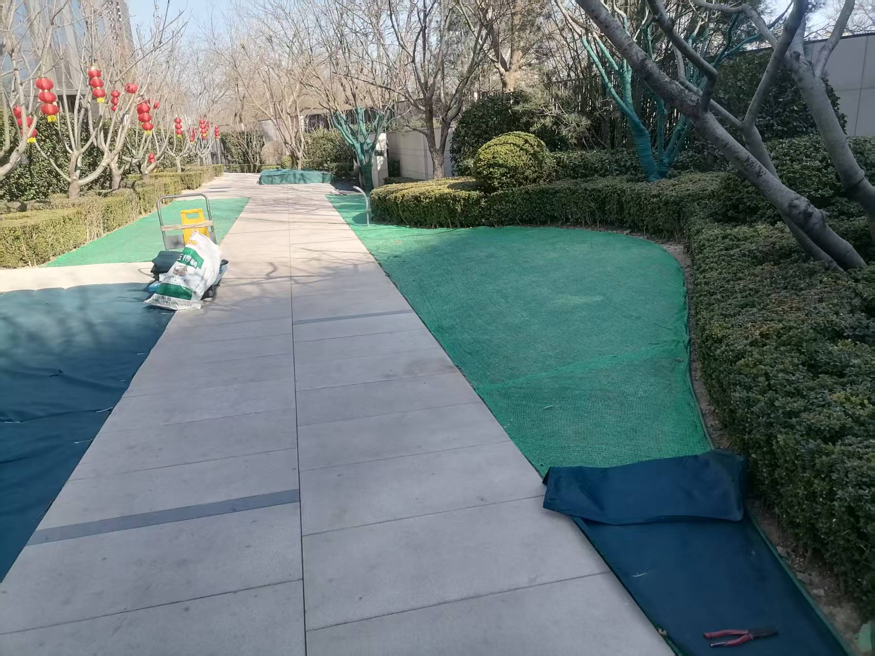 北京春季園林綠化養(yǎng)護之撤除防寒布