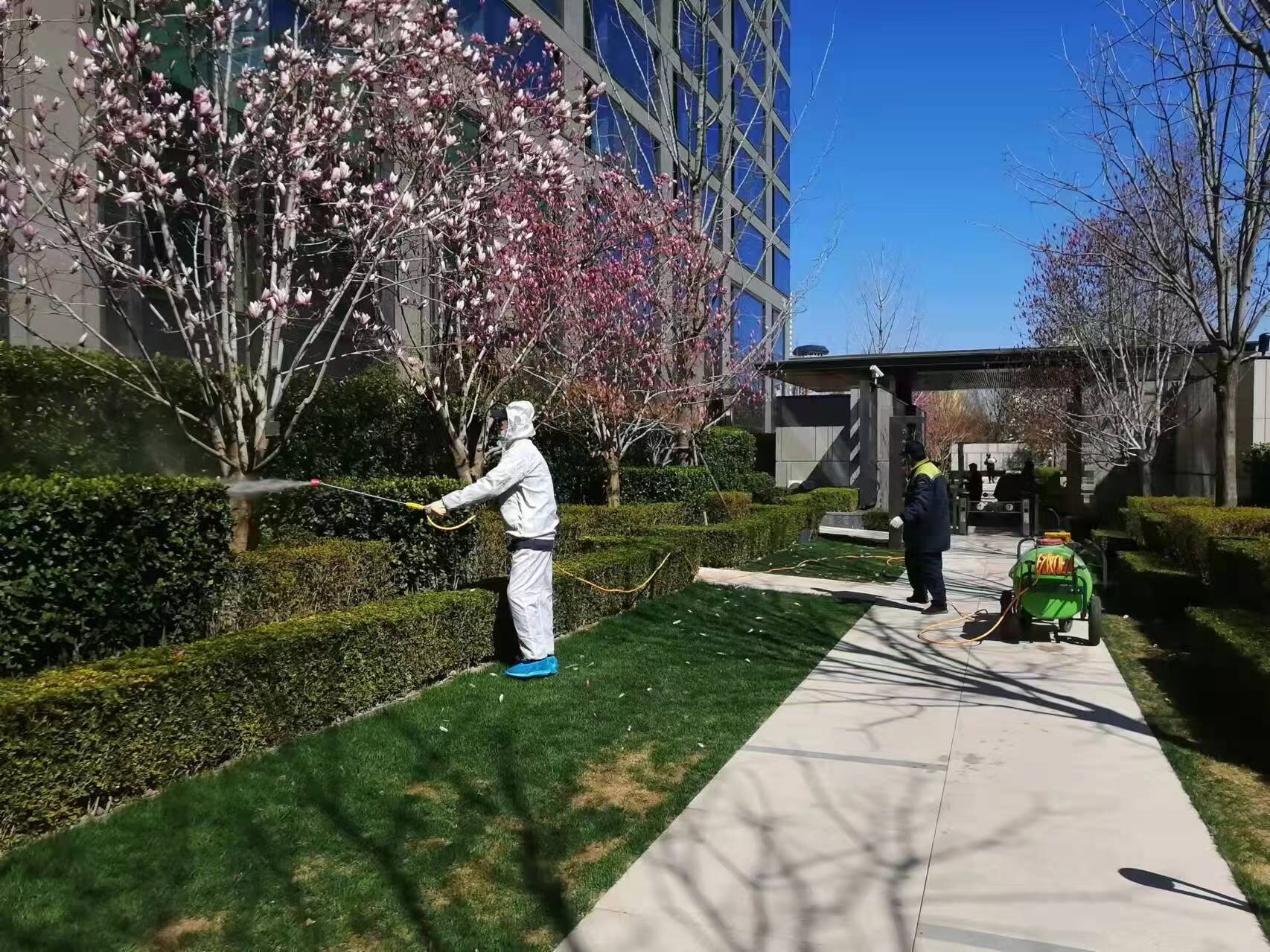 北京春季園林綠化養(yǎng)護之石硫合劑