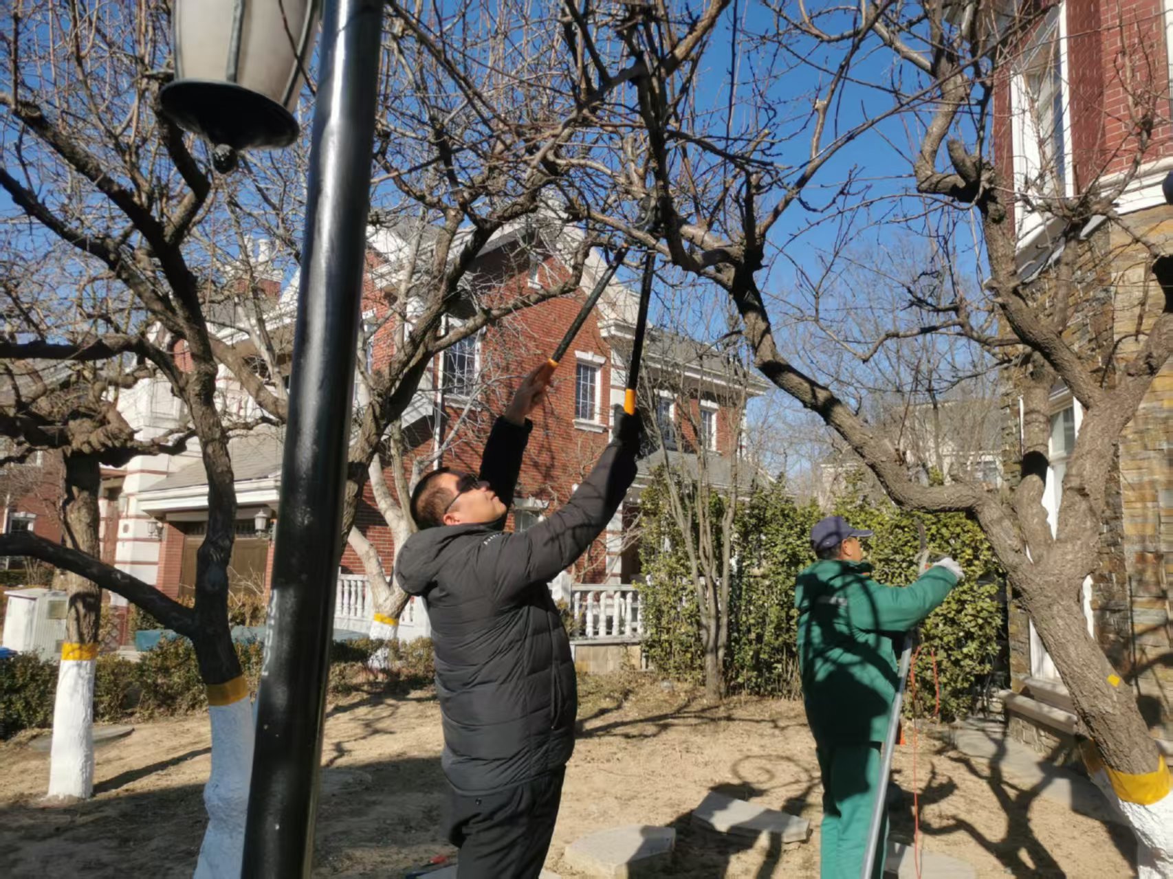 北京春季園林綠化養(yǎng)護指南之春季修剪