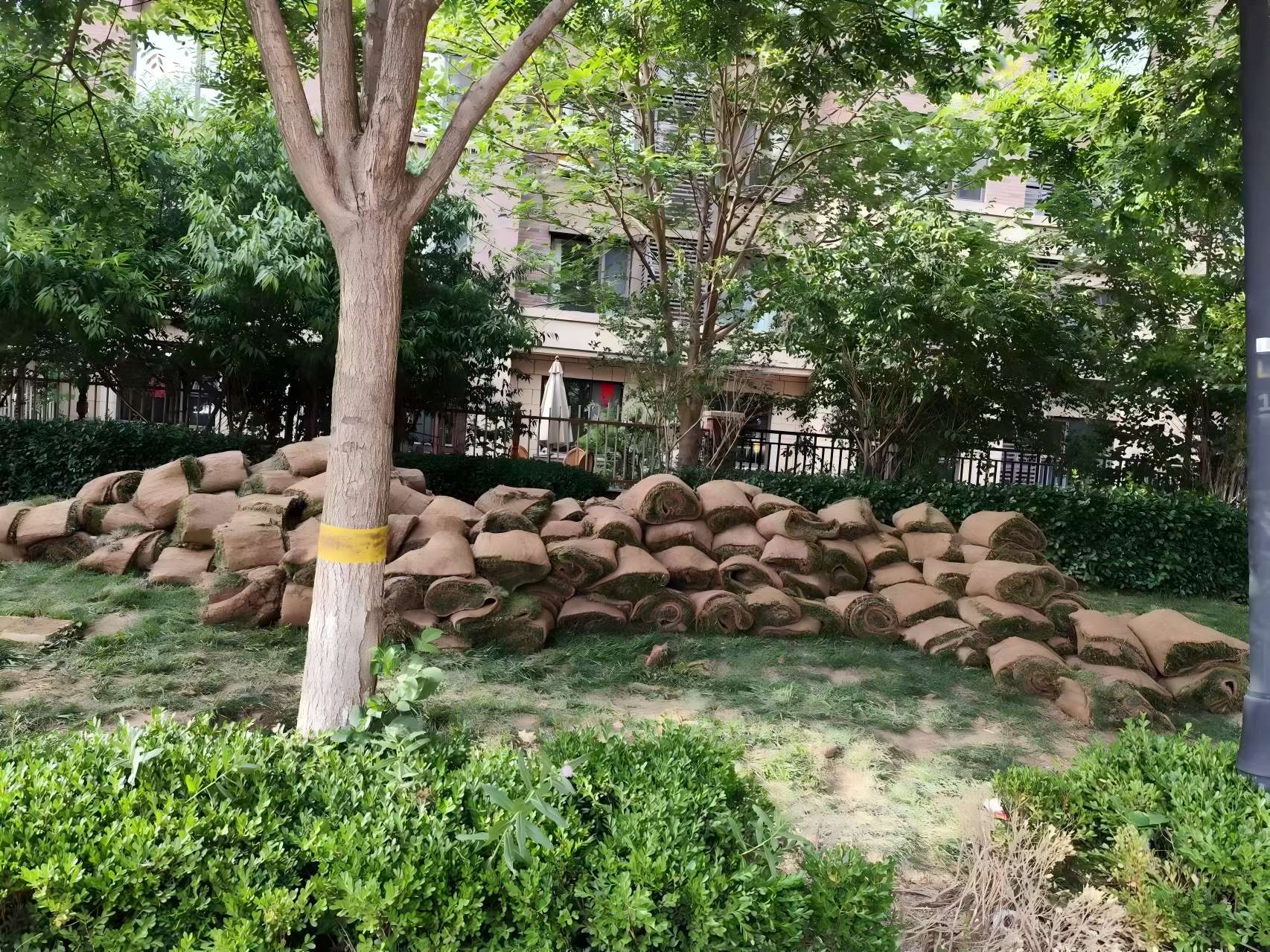 天津綠化養(yǎng)護之某小區(qū)鹽堿地治理方案